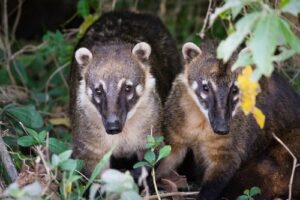 makanan coati mundi