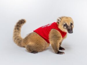 coati mundi