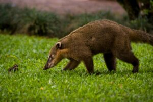 memelihara coati mundi