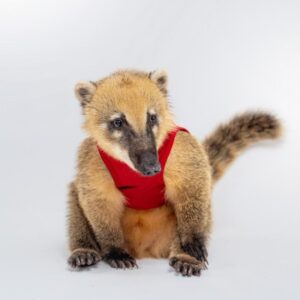 Coati Mundi