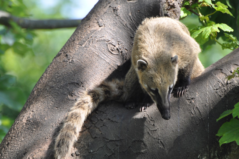 fakta unik coati mundi