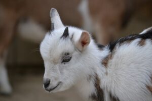 makanan pygmy goat