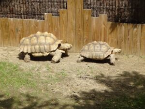 hewan eksotis yang berpuasa