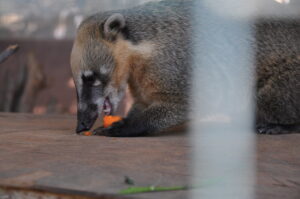 makanan coati mundi