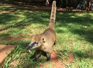 memelihara coati mundi