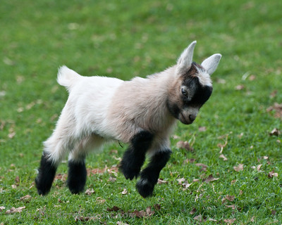 makanan pygmy goat
