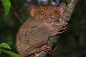 memelihara tarsius