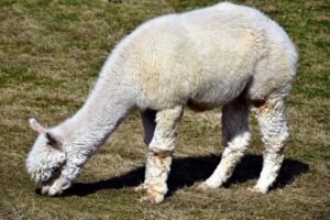 fakta unik alpaca