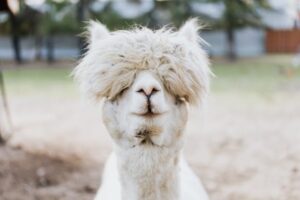 fakta unik alpaca