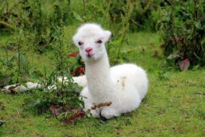 makanan alpaca