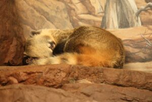 penyakit coati mundi