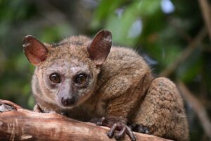 tarsius dan bush baby
