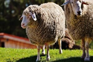 fakta unik domba merino