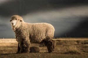 fakta unik domba merino