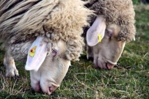 makanan domba merino