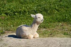 memelihara alpaca