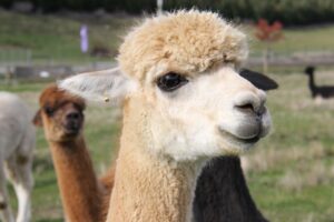 penyakit alpaca
