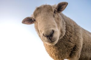 pennyakit domba merino