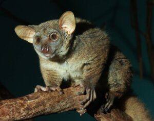 jenis kelamin bush baby