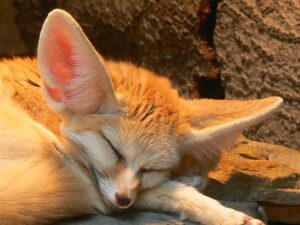 fennec fox
