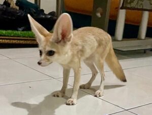 fakta unik fennec fox