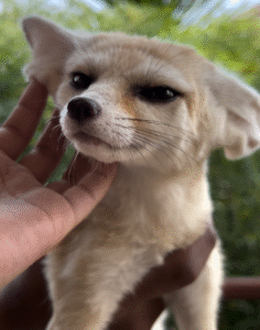 fakta unik fennec fox