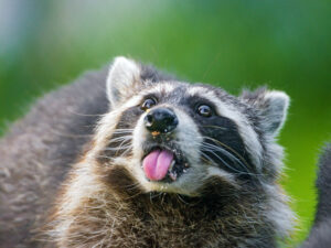 fakta unik raccoon