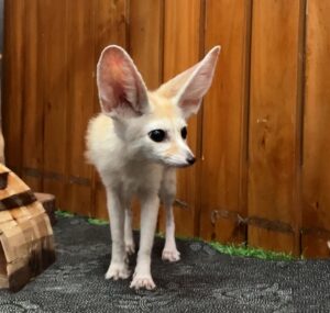 fennec fox