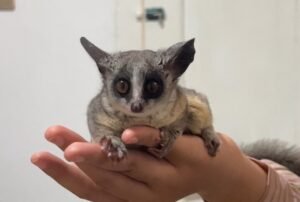 jenis kelamin bush baby