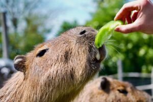 makanan capybara