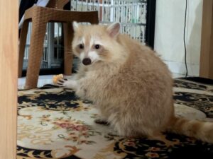 makanan raccoon