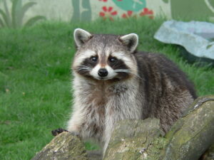 makanan raccoon