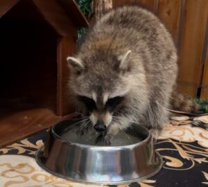 makanan raccoon