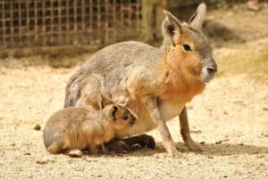 teman sekandang capybara