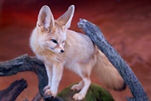 memelihara fennec fox