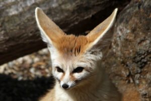 memelihara fennec fox