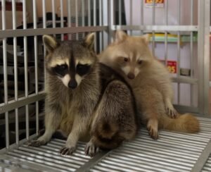 memelihara raccoon