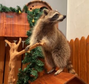 memelihara raccoon