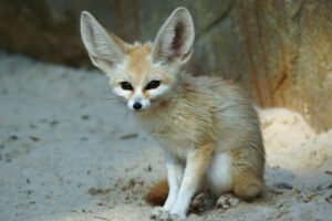 penyakit fennec fox