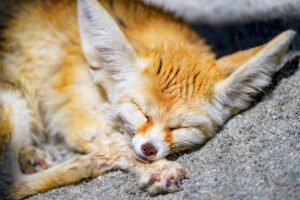 penyakit fennec fox