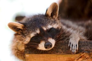 penyakit raccoon