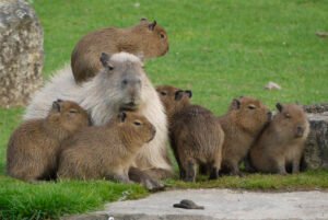 teman sekandang capybara