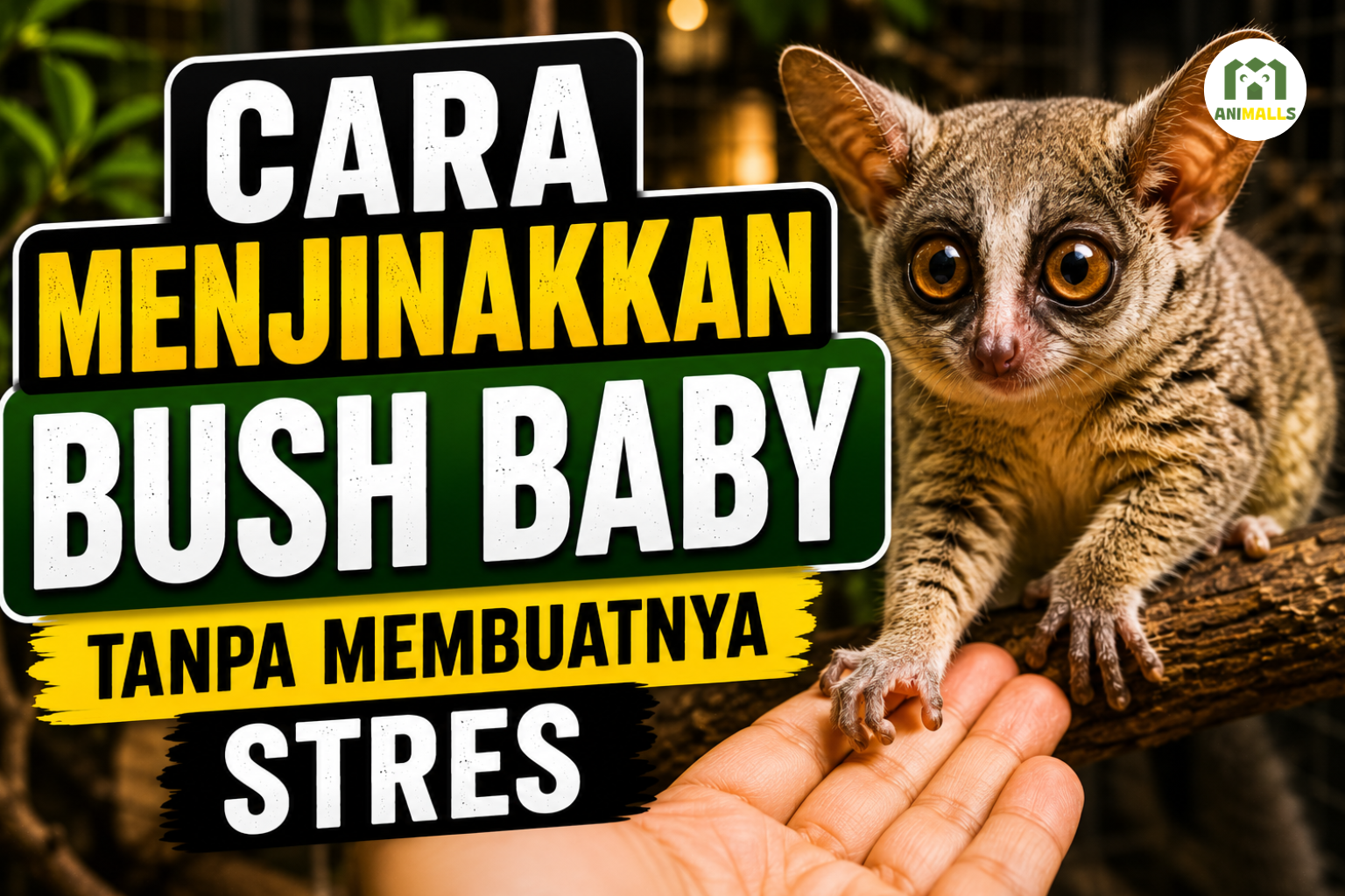 MENJINAKKAN BUSH BABY