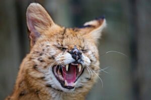 fakta unik serval cat