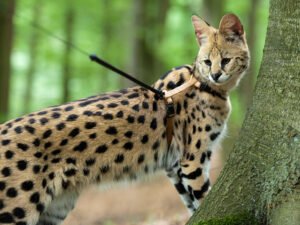 fakta unik serval cat