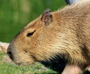 harga capybara