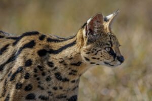 makanan serval cat