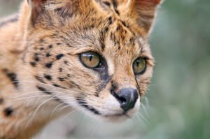 memelihara serval cat