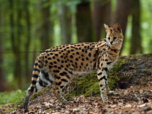 memelihara serval cat
