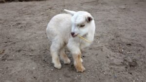 penyakit pygmy goat